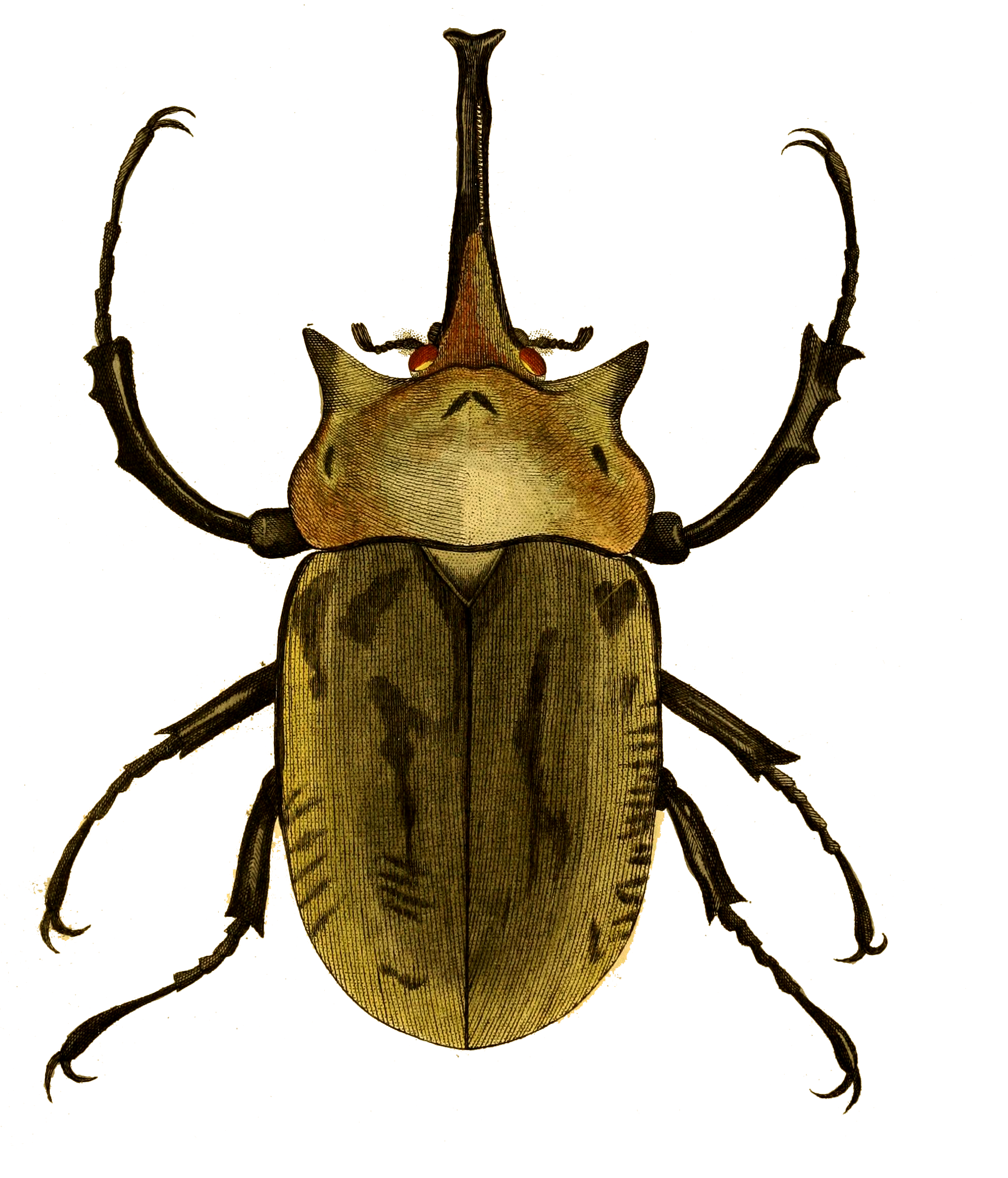 A vintage-style drawing of a beetle.