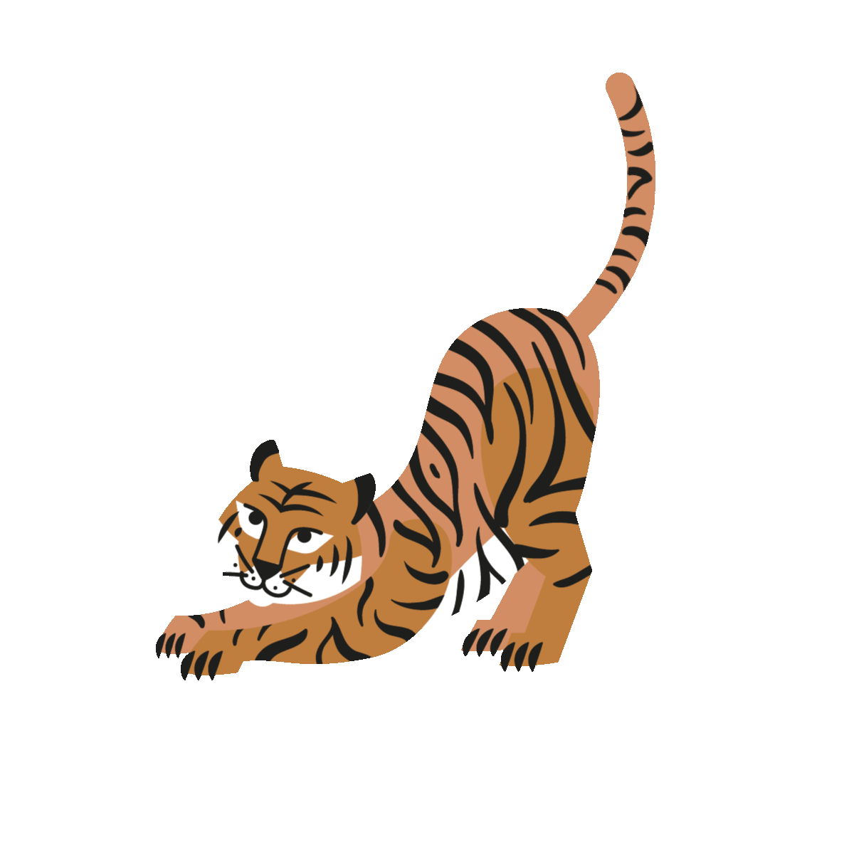 A tiger stretches, tail flicking.